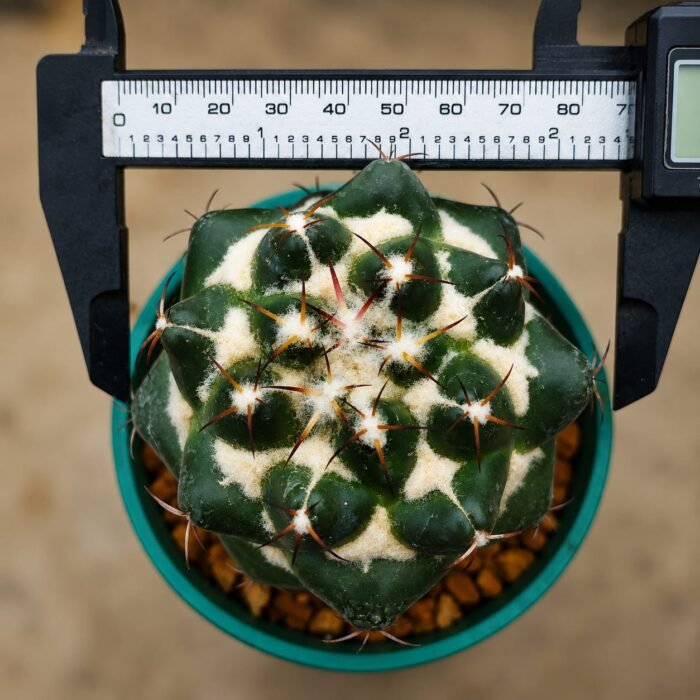 coryphantha taxa - Image 2