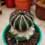 Uebelmannia pectinifera graft on fero