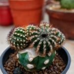 Uebelmannia pectinifera clump graft on fero