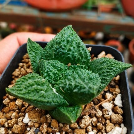 Ariocarpus godzilla japan clone seedgrown