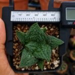 Ariocarpus godzilla japan clone seedgrown - Image 2