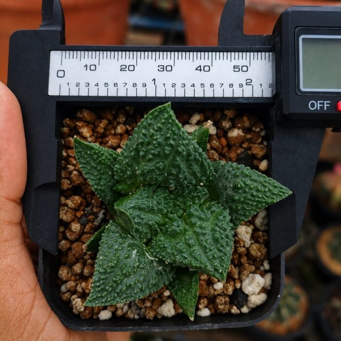 Ariocarpus godzilla japan clone seedgrown - Image 2