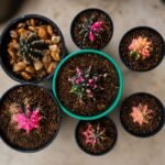 gymnocalycium mihanovichii variegata