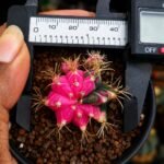 gymnocalycium mihanovichii variegata - Image 5