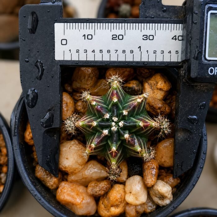 gymnocalycium mihanovichii variegata - Image 2