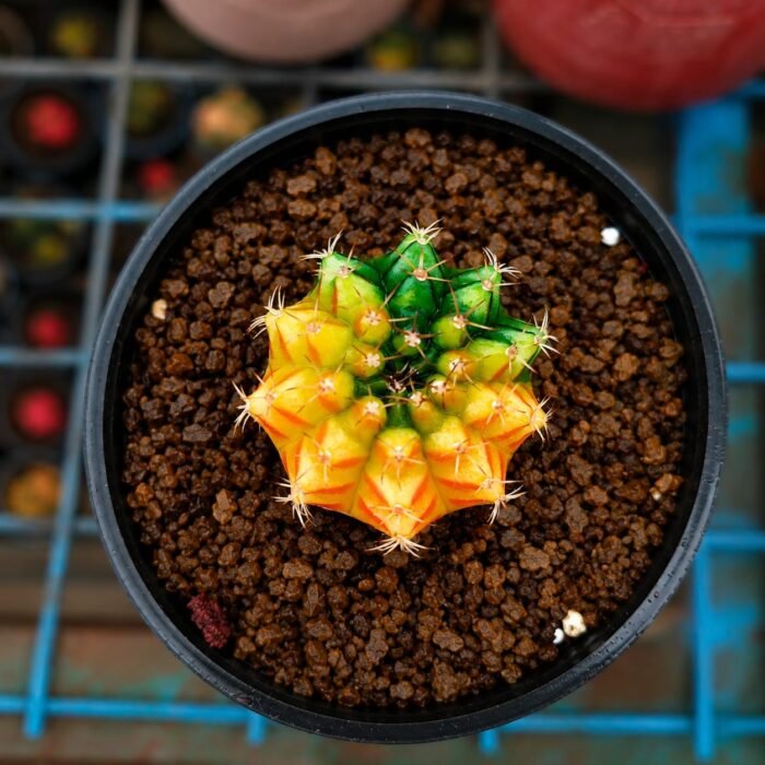 gymnocalycium mihanovichii variegata - Image 2