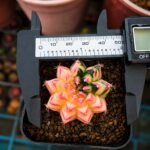 gymnocalycium mihanovichii variegata - Image 3
