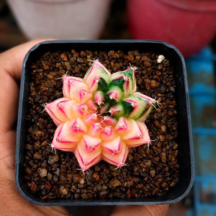 gymnocalycium mihanovichii variegata - Image 2