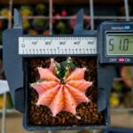 gymnocalycium LBHB variegata - Image 2