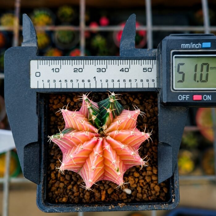 gymnocalycium LBHB variegata - Image 2