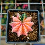 gymnocalycium LBHB variegata