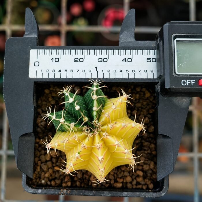 gymnocalycium mihanovichii variegata - Image 3