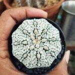 astrophytum asterias - Image 2