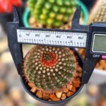 COMBO 3 PLANT ( MAMMILLARIA POLYTHELE +PARODIA SCHLOSSERI+NOTOCACTUS - Image 2