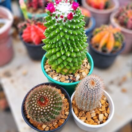 COMBO 3 PLANT ( MAMMILLARIA POLYTHELE +PARODIA SCHLOSSERI+NOTOCACTUS