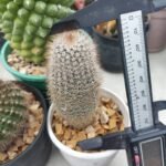 COMBO 3 PLANT ( MAMMILLARIA POLYTHELE +PARODIA SCHLOSSERI+NOTOCACTUS - Image 3