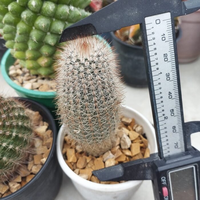 COMBO 3 PLANT ( MAMMILLARIA POLYTHELE +PARODIA SCHLOSSERI+NOTOCACTUS - Image 3