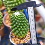 COMBO 3 PLANT ( MAMMILLARIA POLYTHELE +PARODIA SCHLOSSERI+NOTOCACTUS - Image 4