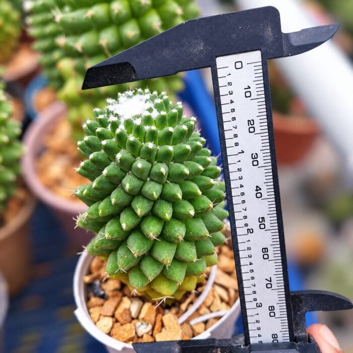 COMBO 3 PLANT ( MAMMILLARIA POLYTHELE +PARODIA SCHLOSSERI+NOTOCACTUS - Image 4