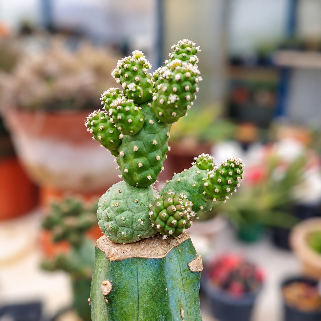 file_0000000011c08211aec68e9cc1682667-q6d4Oc-82 teprocactus geomatic big clump graft - Image 1