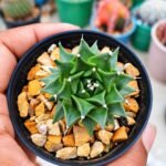 Obregonia denegrii – Mexican Artichoke Cactus