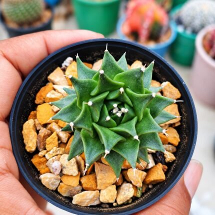 Obregonia denegrii – Mexican Artichoke Cactus