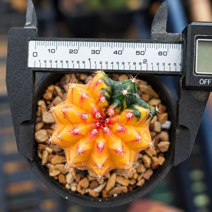 Gymnocalycium variegated - Image 2