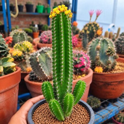 Euphorbia fruticosa – Rare Caudex/Spiny Euphorbia**