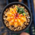 Gymnocalycium variegated