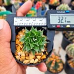 Obregonia denegrii – Mexican Artichoke Cactus - Image 2