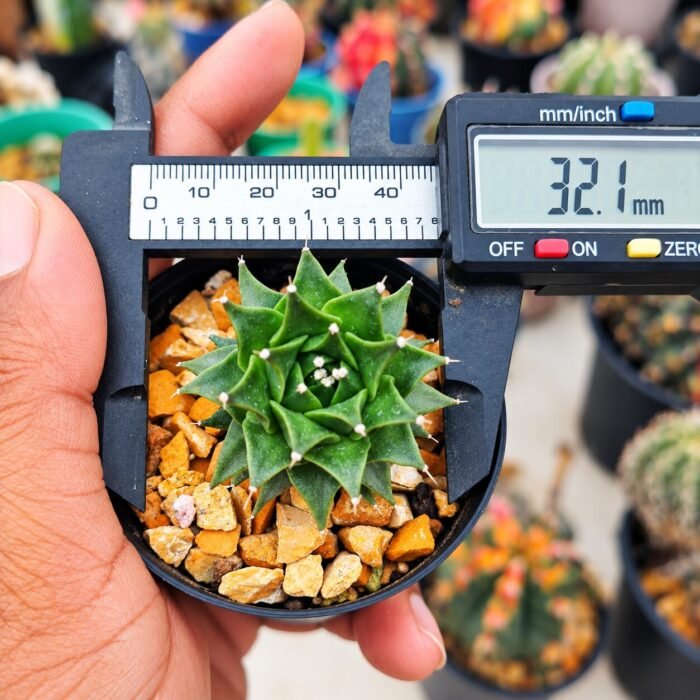 Obregonia denegrii – Mexican Artichoke Cactus - Image 2