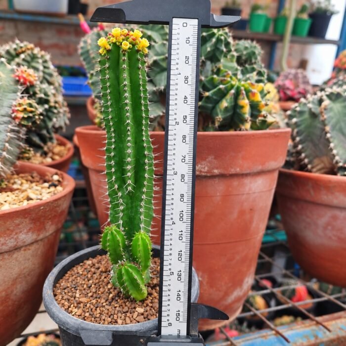 Euphorbia fruticosa – Rare Caudex/Spiny Euphorbia** - Image 2