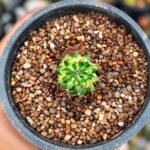 gymnocalycium marble