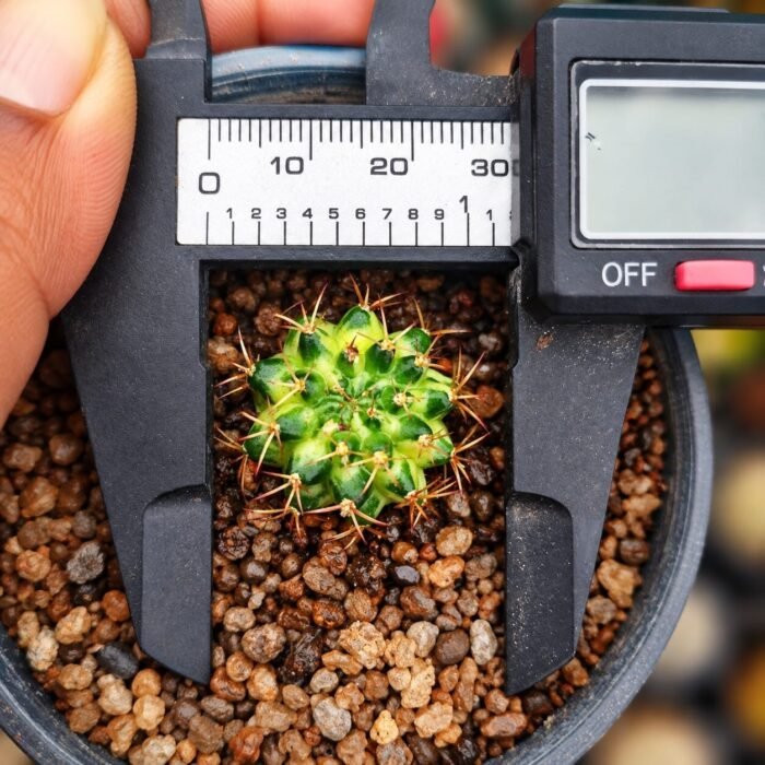 gymnocalycium marble - Image 2