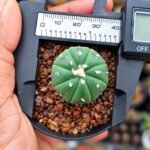 astrophytum asterias seedling - Image 2