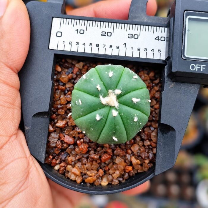 astrophytum asterias seedling - Image 2
