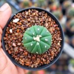 astrophytum asterias seedling