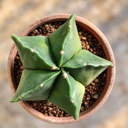 Astrophytum myriostigma var. nudum