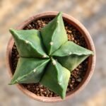 Astrophytum myriostigma var. nudum