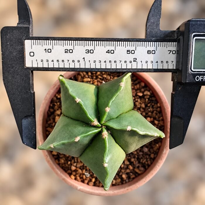 Astrophytum myriostigma var. nudum - Image 2