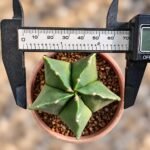 Astrophytum myriostigma var. nudum - Image 2