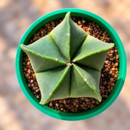 Astrophytum myriostigma var. nudum