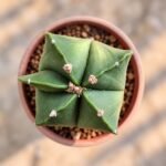 Astrophytum myriostigma var. nudum