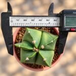 Astrophytum myriostigma var. nudum - Image 2
