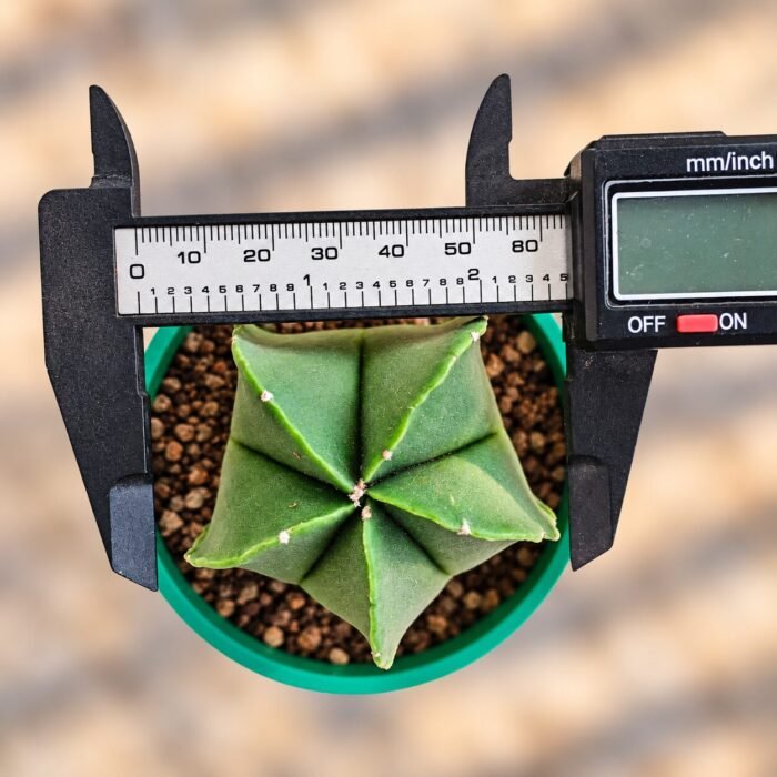 Astrophytum myriostigma var. nudum - Image 2