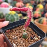 chimera cactus Hylocereus undatus + Gymnocalycium mihanovichii Red - Image 2