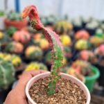 chimera cactus Hylocereus undatus + Gymnocalycium mihanovichii Red