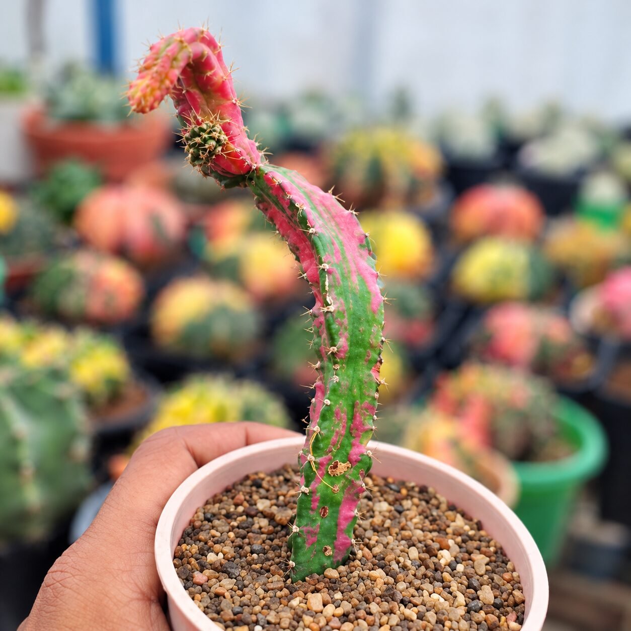 file_0000000093f08211859738d18f503afb-PJgL5K-82 chimera cactus Hylocereus undatus + Gymnocalycium mihanovichii Red - Image 1