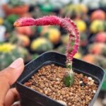chimera cactus Hylocereus undatus + Gymnocalycium mihanovichii Red